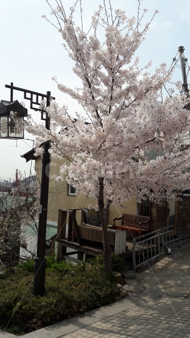 벗꽃,가로등,나무,집,어울림,봄,계절,spring,season,plant,식물