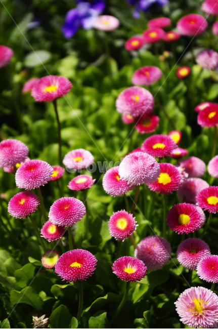 데이지,식물,plant,자연,nature,꽃,flower,계절,봄,spring,식물,자연,plants,nature,꽃,flower