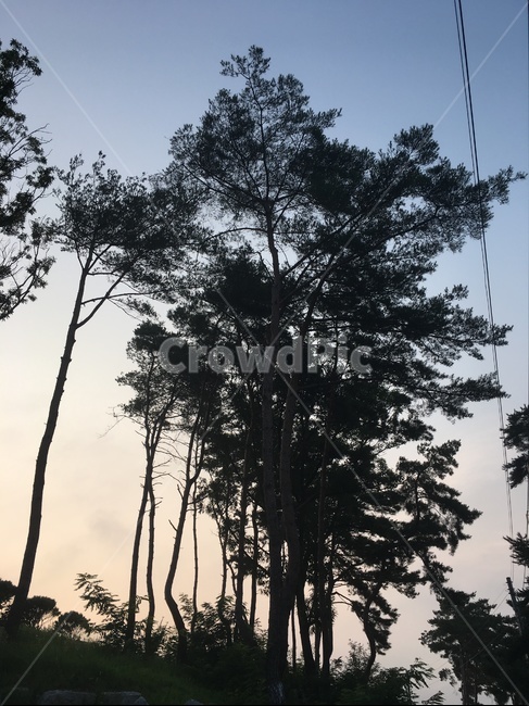 나무,소나무,송장,노을,tree,식물,자연,plants,nature,나무,trees,wood