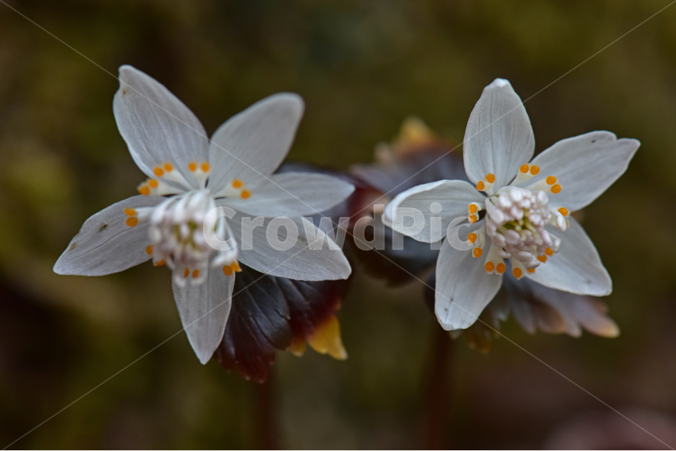 너도바람꽃,whitesnowdrop,야생화,이른봄,희귀식물,흰색,식물,자연,plants,nature,꽃,flower