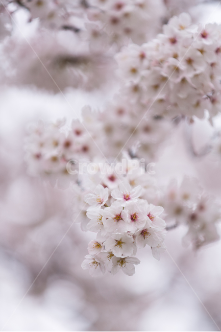 벚꽃,꽃,봄꽃,분홍,꽃잎,가지,식물,봄,계절,spring,season,식물,자연,plants,nature,꽃,flower,plant