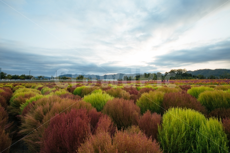 가을,감성,코키아,단풍,나리공원,자연,풍경,nature,landscape,한국자연풍경,한국자연경관,korea nature landscape,land,땅,outdoors,옥외,plant,식물