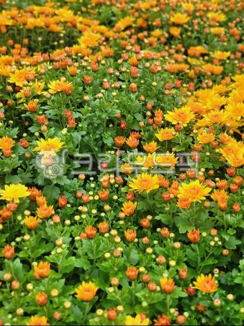 Chrysanthemum,flower,yellow chrysanthemum,dicotyledon,asteraceae,autumn,perennial herb