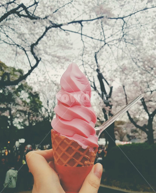 creme,dessert,디저트,food,cream,크림,벚꽃,cherryblossoms,디저트,간식,후식,dessert,snack