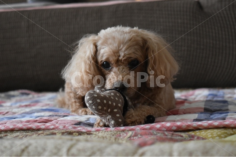 강아지,개,푸들,갈색푸들,dog,동물,animal,포유류,mammal,개,강아지,dog,doggy