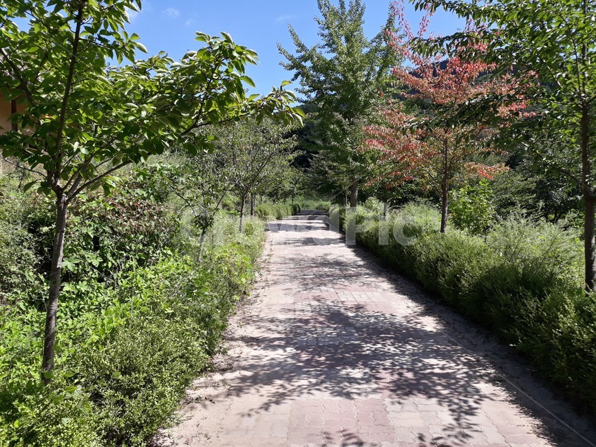 도로,길,감성,나무,풍경,잔잔함,꽃,자연,보도