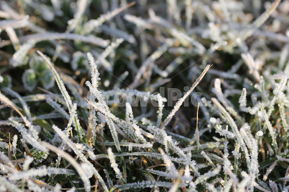 nature,자연,outdoors,옥외,ice,빙,snow,눈,frost,서리,초록,잔디,겨울,아침,하얀,새벽