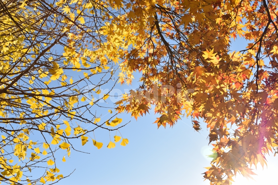 은행,단풍,노랑,주황,나무,가을,계절,fall,autumn,season,식물,자연,plants,nature,plant,leaf,잎,tree,maple
