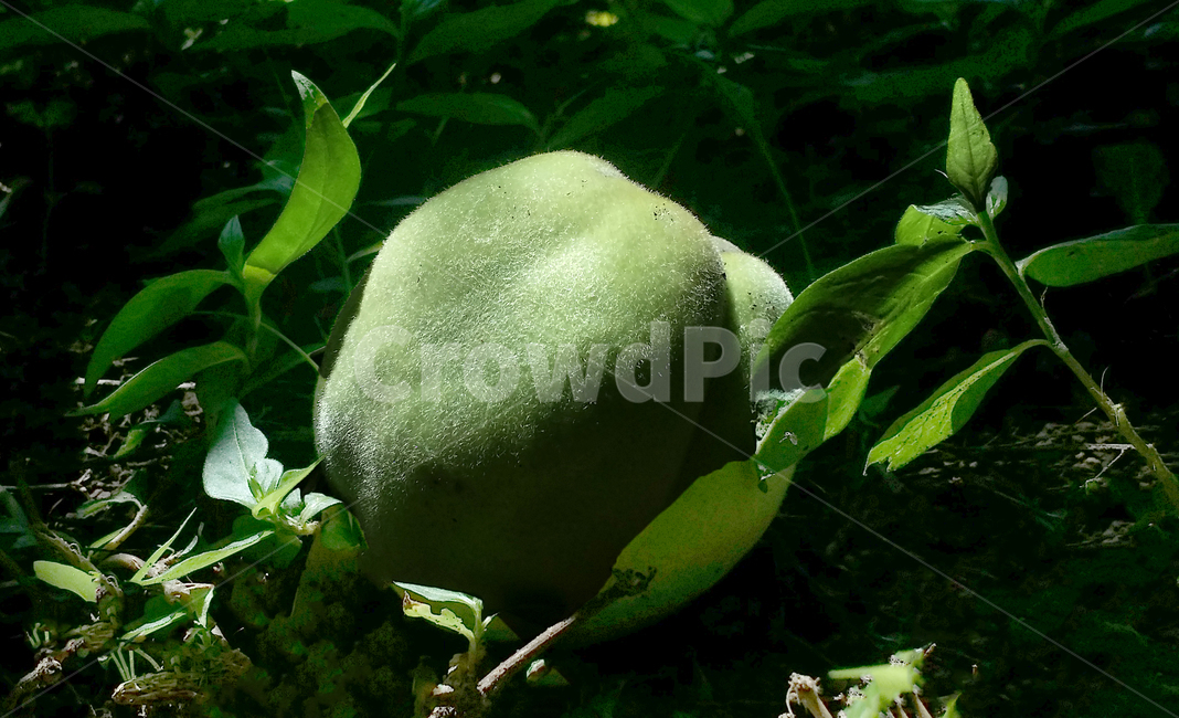 식물,plant,food,fruit,과일,녹색과일