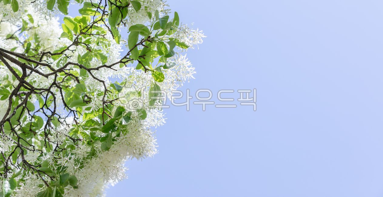 spring,poplar,poplar flower,white,blue,sky,flower,petal,green,leaf,poplar,oleaceae,broadleaf tree,plant,nature,outdoor,warm,sunlight