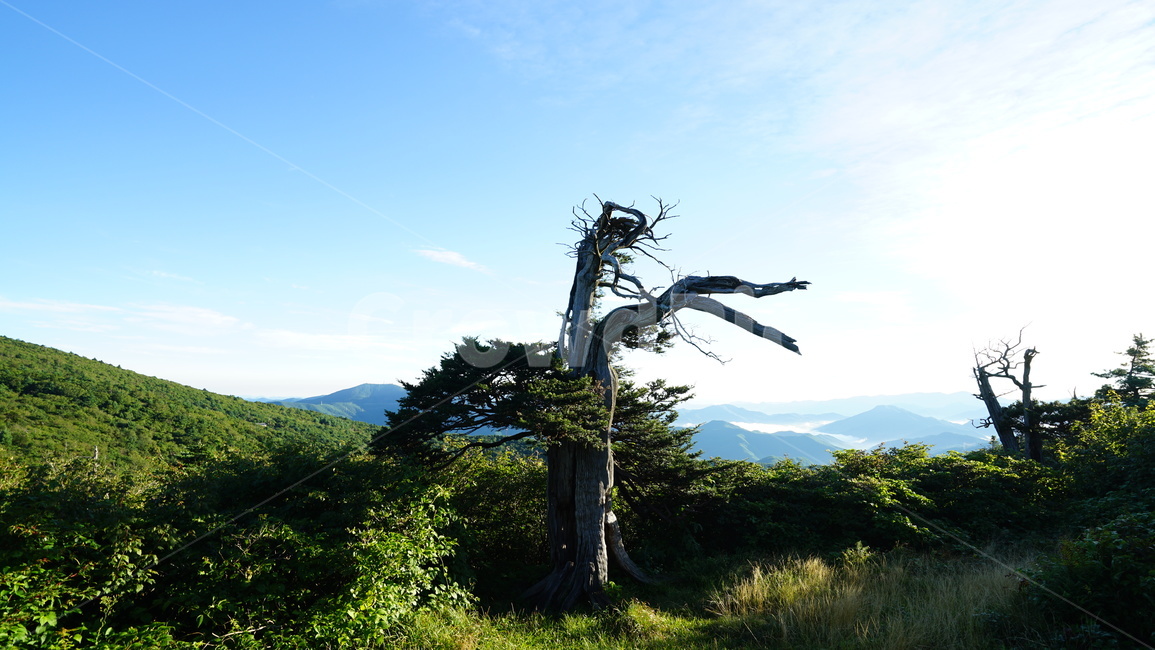 주목,태백산,100대명산,등산,운해
