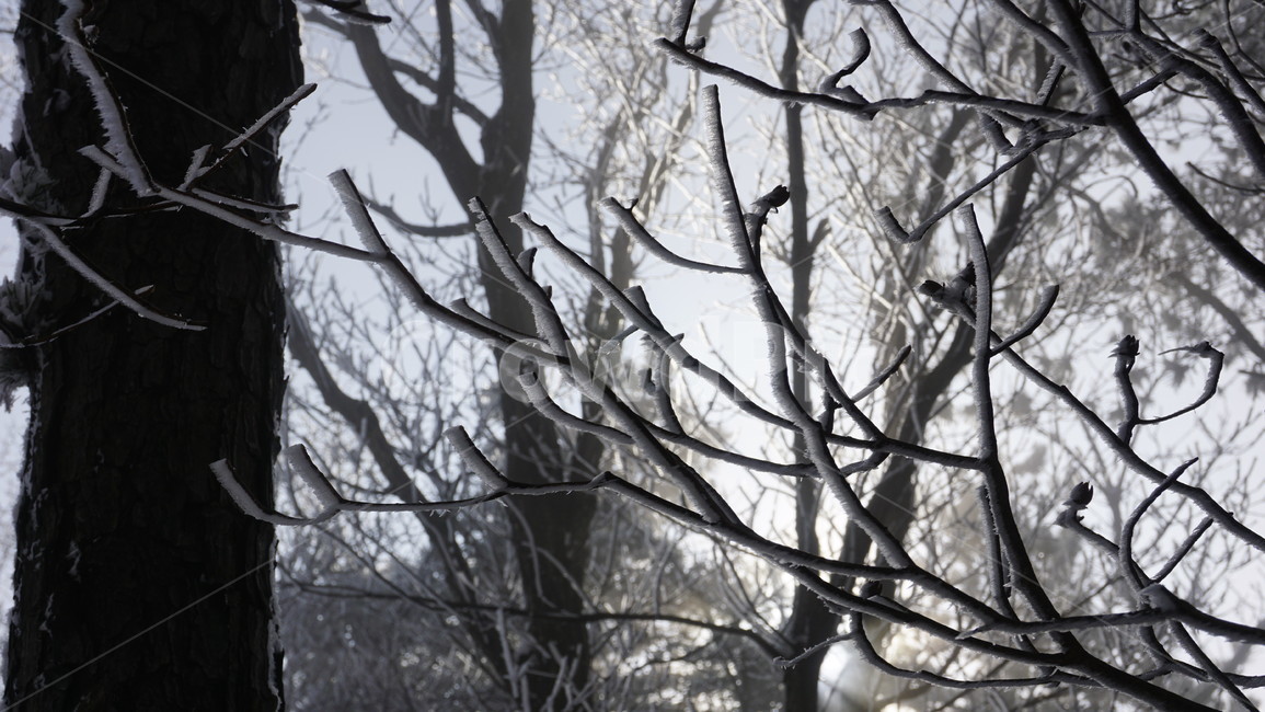나무,산,눈,안개,겨울,겨울,계절,winter,season,자연,풍경,nature,landscape