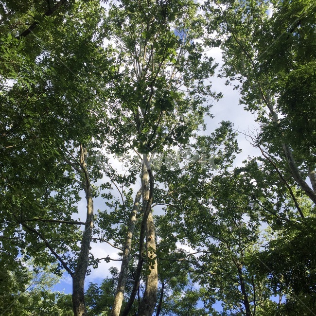 나무,자연,산,숲,숲속,공원,여름,싱그러움,식물,tree,plant,mountain,park,식물,자연,plants,nature,나무,trees,wood