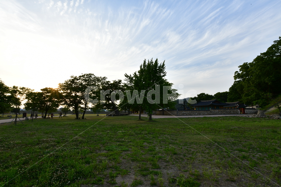 일몰,plant,grass,식물,공원,잔디