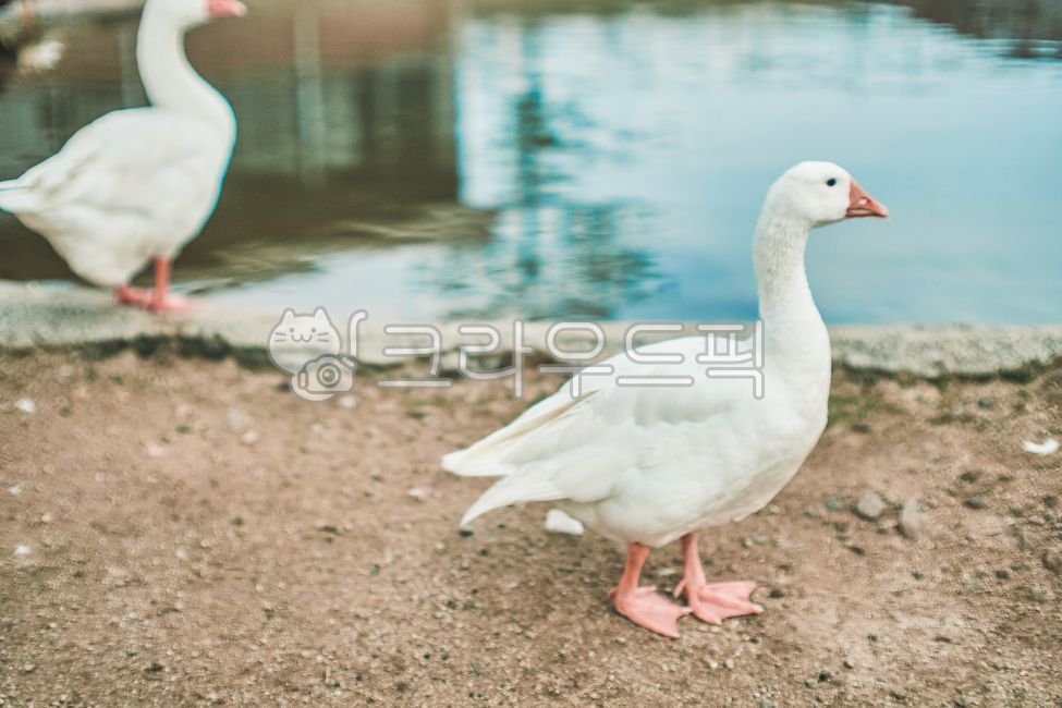 duck on water,wild duck,zoo duck,duck,bird,fowl
