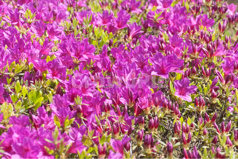 진달래,철쭉,봄,꽃,생화,공원,식물,조경,핑크,분홍,spring,season,flowe,만개,만발,자연,향기,영산홍,연산홍,보라,아름다운,화사한,Azalea,봄,계절,spring,season,식물,자연,plants,nature,꽃,flower,plant