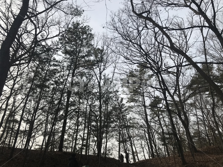 자연,산,숲속,나무,풍경,자연,풍경,nature,landscape,vegetation,초목,plant,식물,tree,woodland,삼림지,forest,숲,outdoors,옥외,land,땅,grove,작은 숲