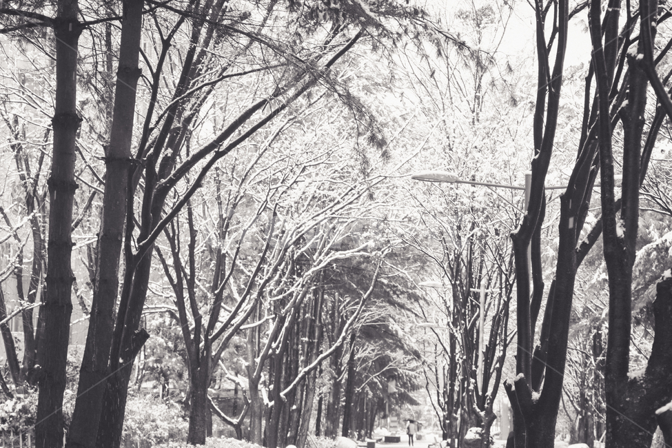 첫눈,동네어귀,초겨울,첫사랑,추억,겨울,계절,winter,season,자연,풍경,nature,landscape,흑백,모노톤,monochrome,black and white,tree,나무,plant,식물,vegetation,초목,path,통로,outdoors,옥외