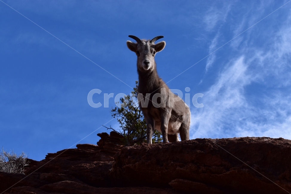 wildlife,야생동물,animal,동물,antelope,영양,mammal,포유류,goat,염소,산양