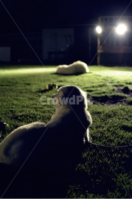 개,동물,애완동물,휴식,잔디,야경,동물,animal,포유류,mammal,개,강아지,dog,doggy