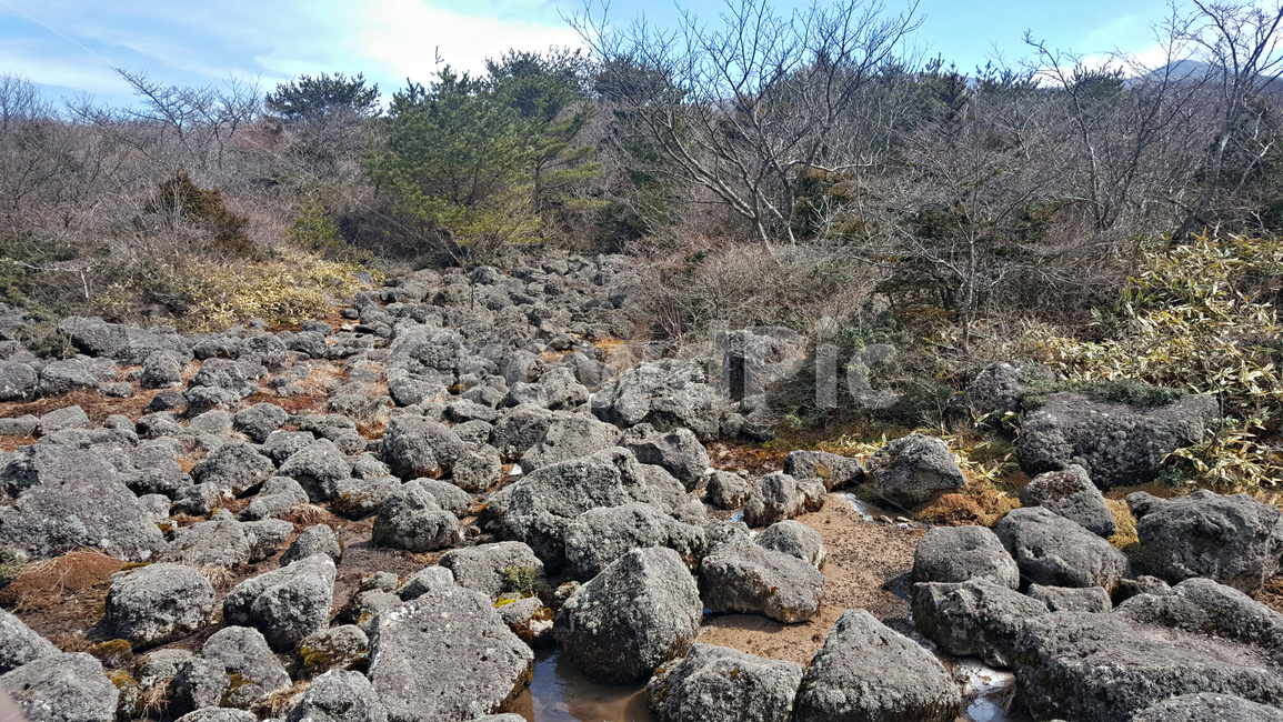 파란하늘,흰구름,숲속,숲,나무,돌