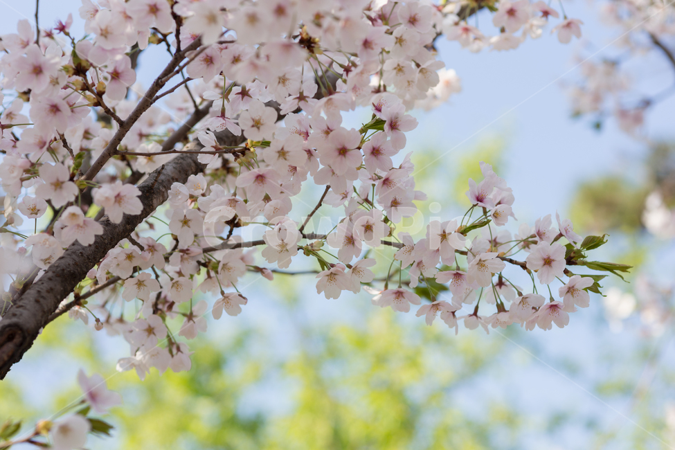 봄,꽃,나들이,핑크,벚꽃,축제,자연,식물,봄,계절,spring,season