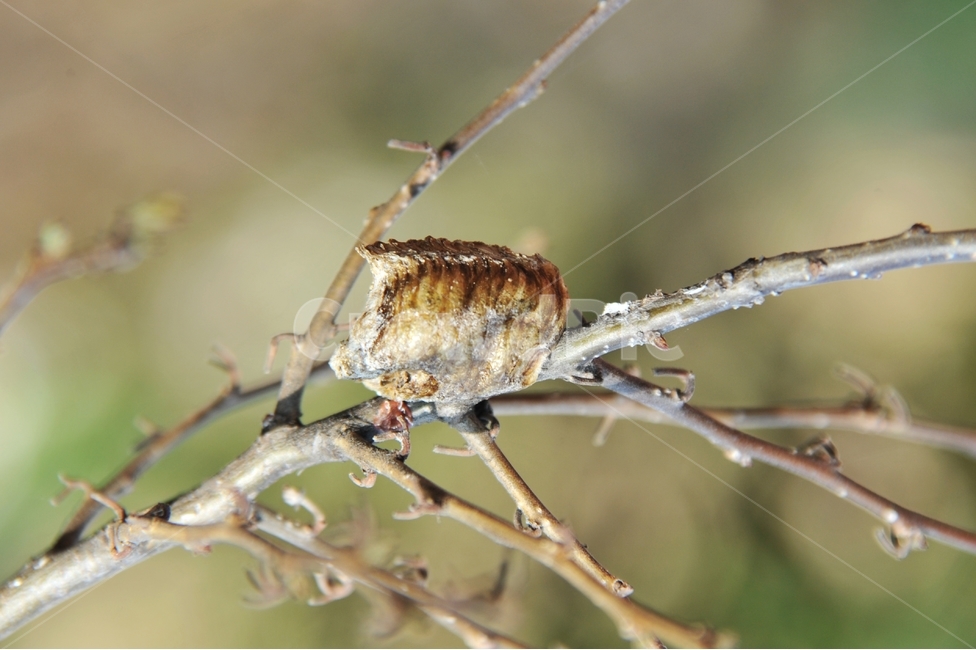 ,Simagu,young,wart treatment,winter,Burmese ash,mantis,Alzip,pee,Danrangposeon,wart egg,Dangrangeocheol,insect,panther,Danglang,Yeongasi,Brand Cho,herbal medicine,Smoking,incomplete metamorphosis