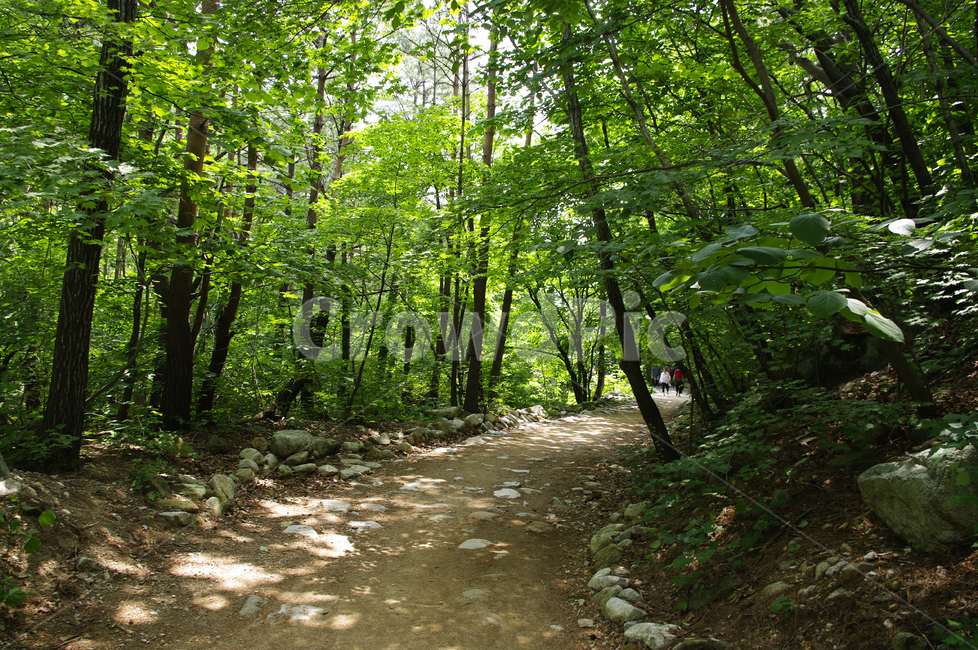 숲,길,나무,초록,식물,자연,풍경,nature,landscape,path,통로