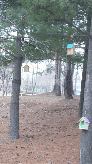 새집,나무,나뭇가지,식물,tree,나무새집,birdhouse,풍경,자연