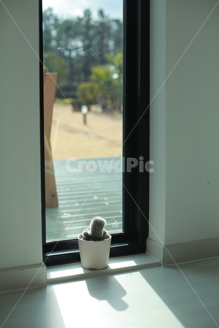 homedecor,선인장,햇살,창가,화분,미니화분,cactus,sunshine,home,house,인테리어,집,거실,홈데코