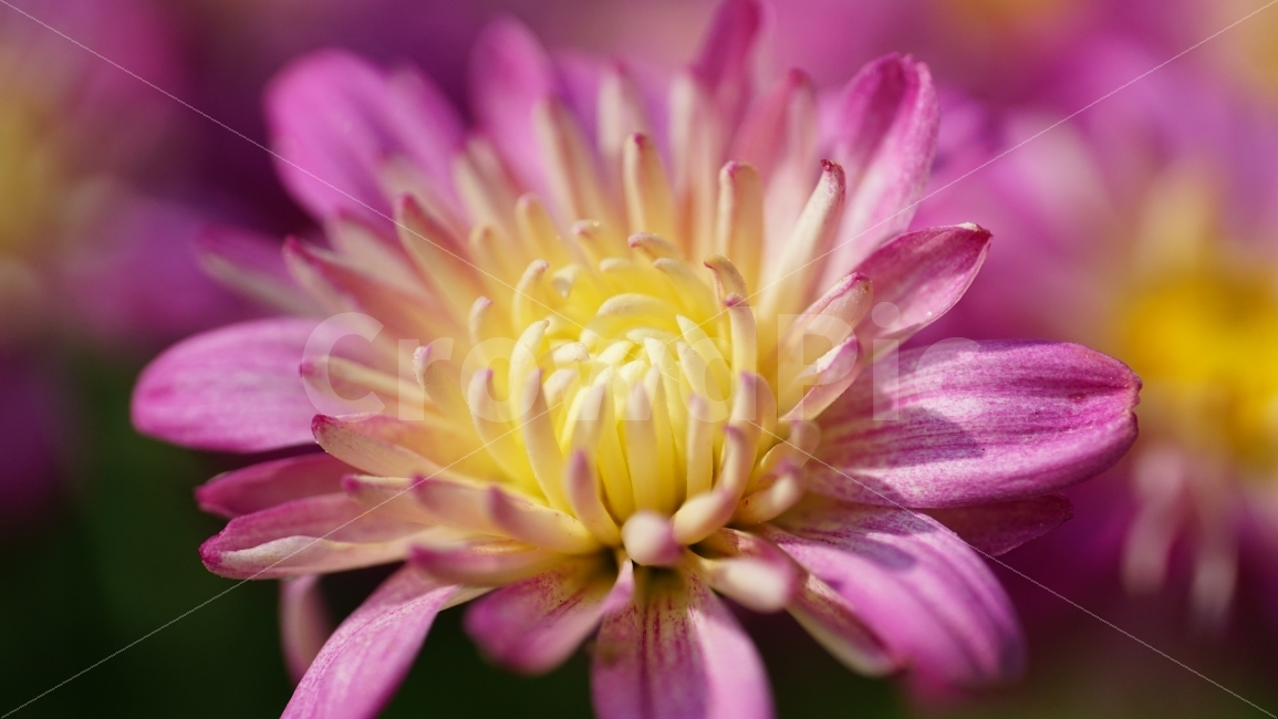 국화,꽃,플라워,식물,자연,꽃봉오리,여름,이파리,flower,nature,summer,꽃사진,감성,감성사진,계절,season,풍경,landscape,plants,여름꽃,경치,접사,마크로,macro,힐링,healing,snap,스냅,식물,자연,plants,nature,꽃,flower