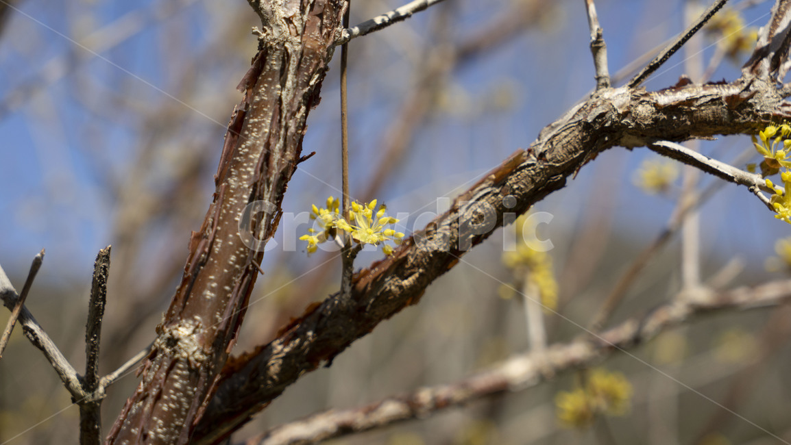 flower,꽃,blossom,plant,식물,산수유,식물,자연,plants,nature