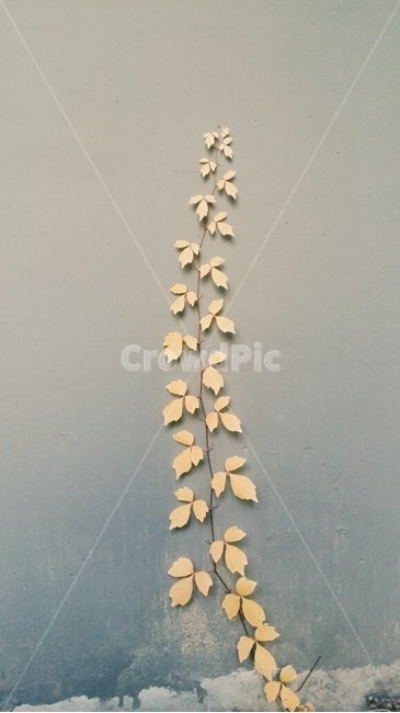 풍경,추상,대칭,정물,나무잎