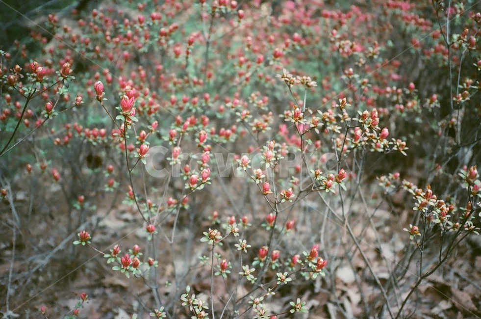 자연,nature,꽃,철쭉,flower,봄꽃,식물,자연,plants,nature