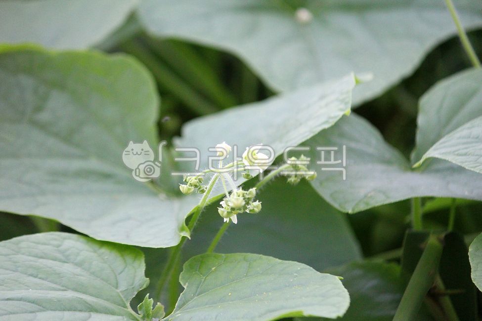 gourd,harmful plants,Ecosystem disturbance species,plant,flower