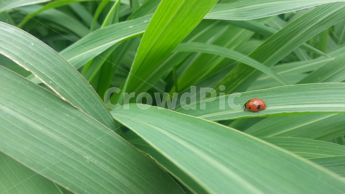 무당벌레,풀,이슬,신선함,감성,아침,곤충,벌레,낮,오전,동물,animal,곤충,벌레,insect,bug