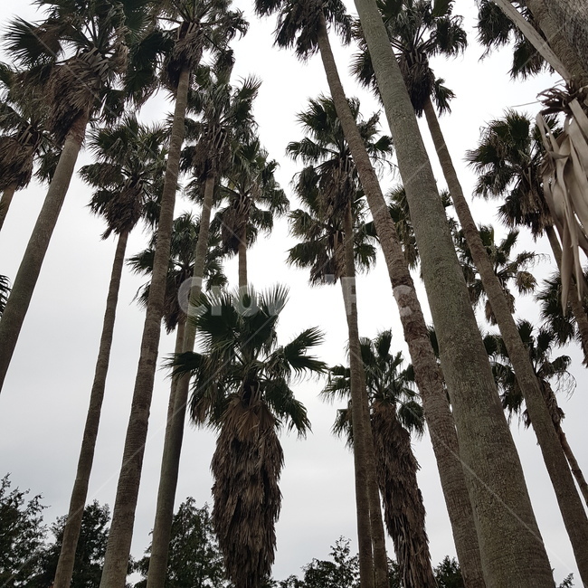 야자수,palmtree,제주도,jejudo,나무,자연,풍경,nature,landscape,tree,plant,식물,palm tree