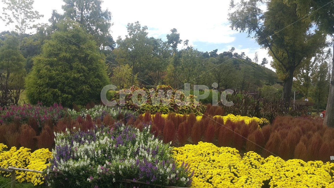 식물,나무,꽃,가을,자연,식물,자연,plants,nature,꽃,flower
