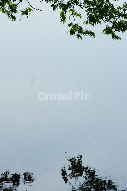 물,water,nature,자연,plant,식물,초목,tree,나무