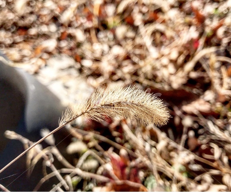grass,잔디,lawn,식물,자연,풀