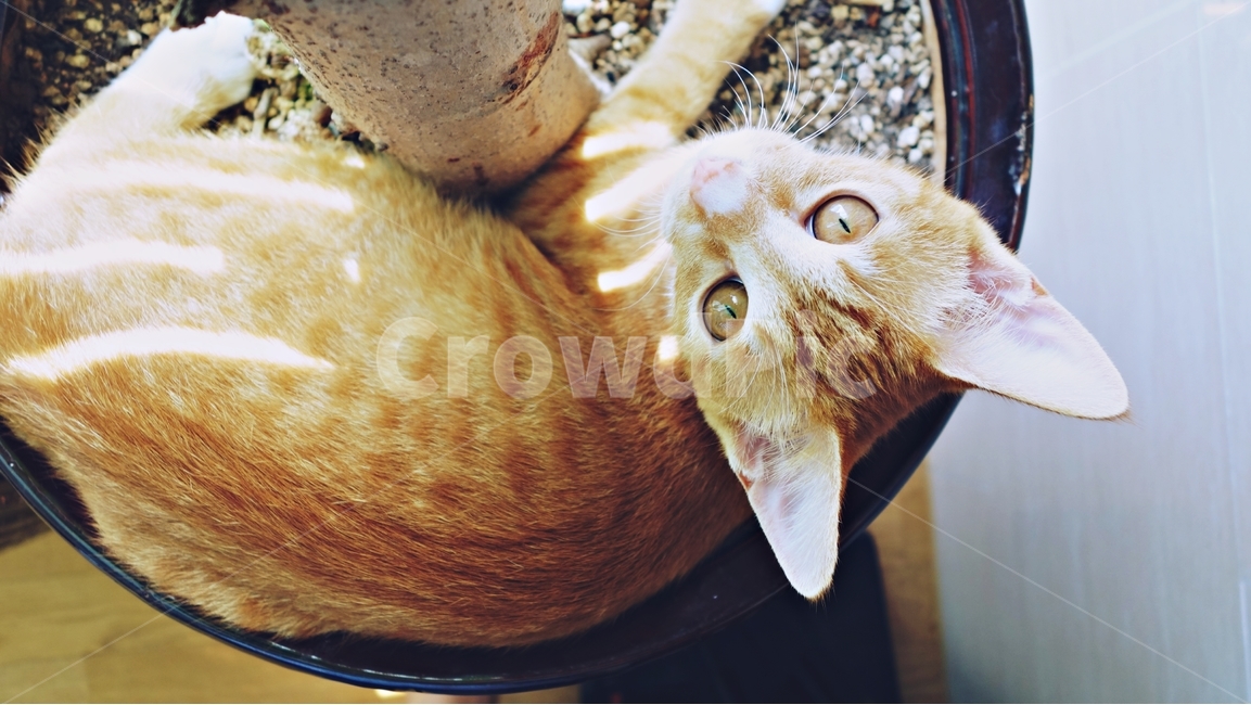 고양이,cat,pet,동물,화분,동물,animal,포유류,mammal,고양이,cat,kitten,kitty