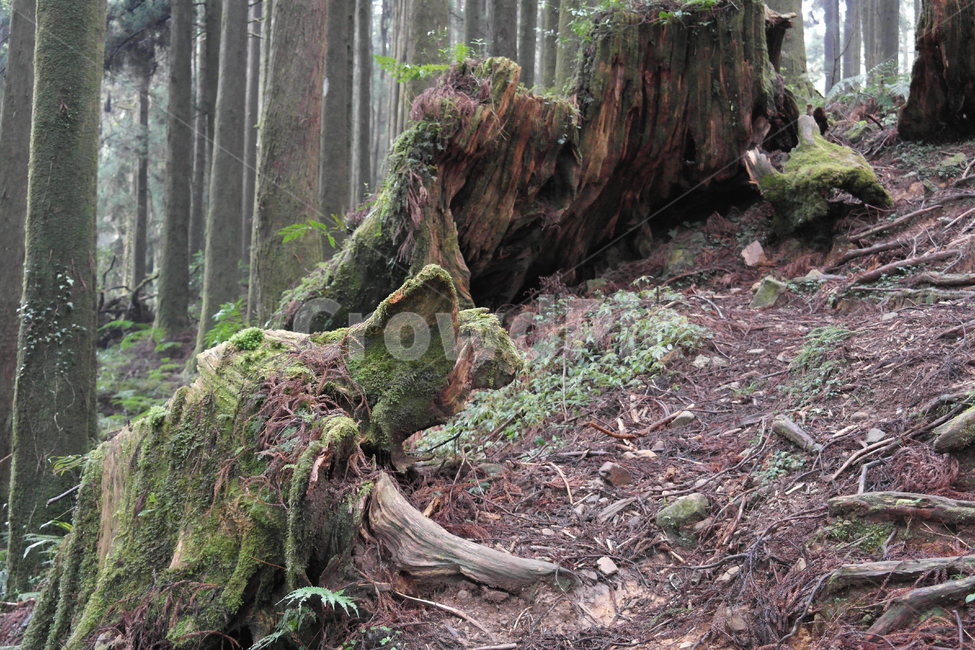 자연,나무,신비,동물모양,괴목,형상,식물,자연,plants,nature,나무,trees,wood