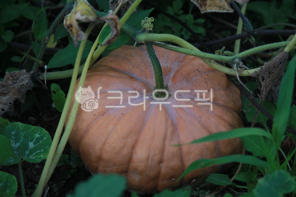 plant, 식물, vegetable, 야채, pumpkin, 사진,이미지,일러스트,캘리그라피 - 라인작가