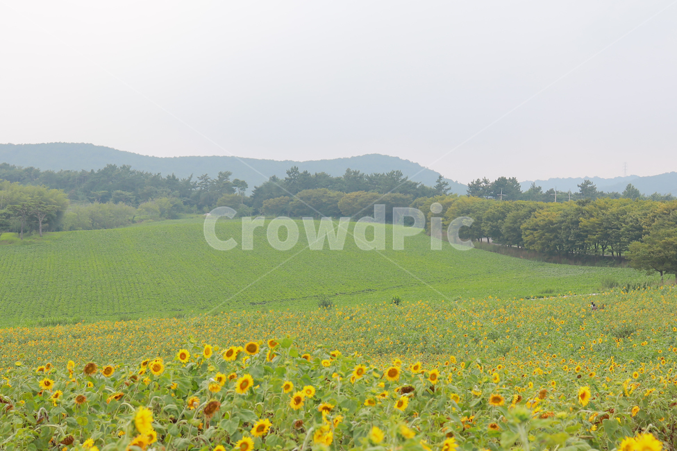 해바라기,꽃,여름,감성,색감,계절,추억,sun,flower,plant,color