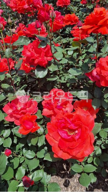 red rose,Rose,leaf,flower,Two rose flowers,petal,redrose,rose,garden