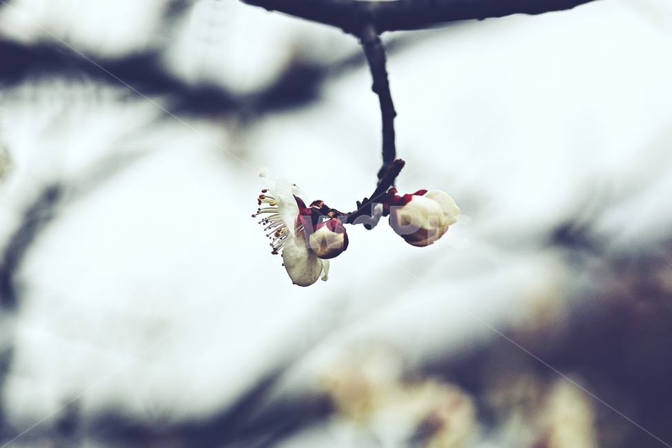 매화,매화꽃,꽃,매화나무,자연,배경,자연,풍경,nature,landscape,식물,plants,꽃,flower,나무,trees,wood