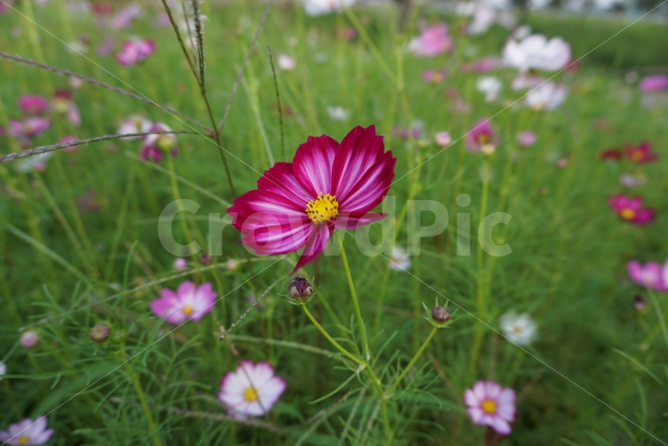 pink,sony,beauty,Freshness,sony a6000,autumn,Scent,Cosmos,camera,flower