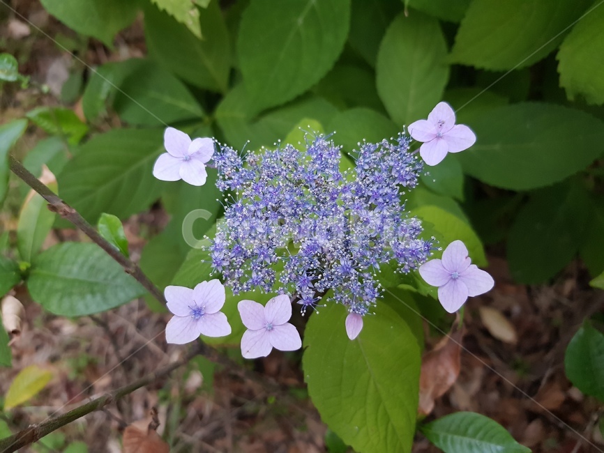 꽃,식물,수국,flower,blossom,plant