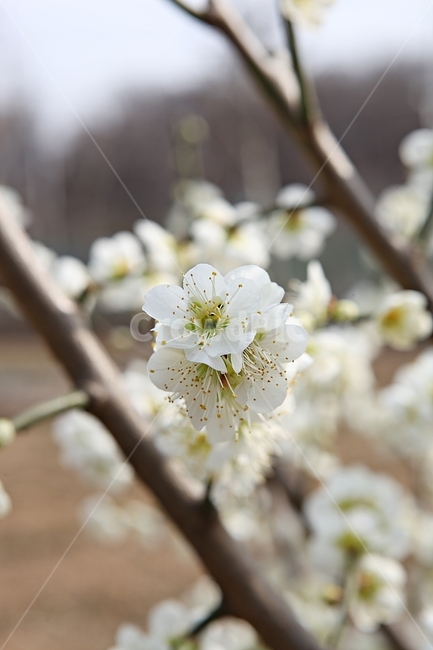 매화꽃,매화,꽃,꽃잎,봄꽃,봄,공원,식물,자연,식물,자연,plants,nature,꽃,flower