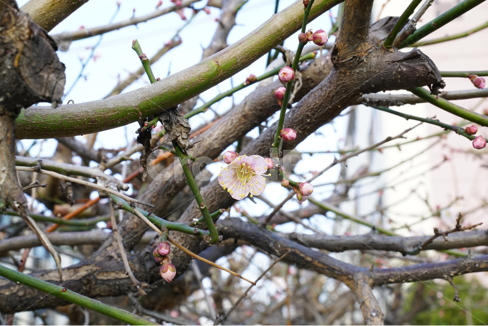 봄,벚꽃,꽃,꽃사진,클로즈업,봄,계절,spring,season,식물,자연,plants,nature,꽃,flower,plant